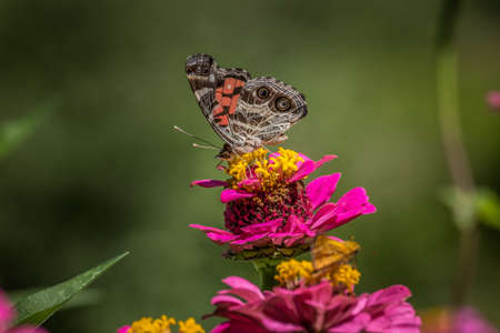 A beautiful colorful butterfly perched on a magenta color zinnia drinking the nectar from the flower...