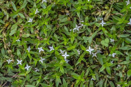 Looking down on a buttonweed plant that grows in the south that is a invasive spreader and hard to...
