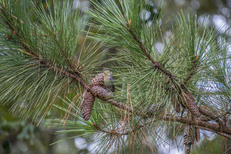 A brown-headed nuthatch perched on a pinecone attached to a branch with needles on a pine tree...