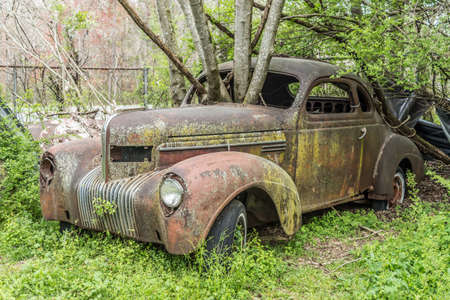 A large tree growing out of a windshield of a 1930's car in a junkyard an old rusty planter for the tree outdoorsの写真素材