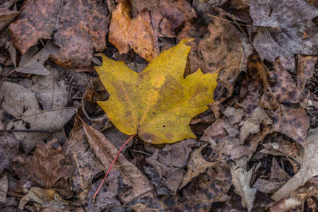 One single yellow leaf fallen to the ground on top of brown decaying leaves on the forest floor...