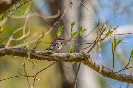 A cute round yellow-rumped warbler bird perched on a tree branch high up watching the surroundings on a sunny day in early springtimeの写真素材