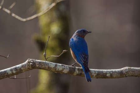 A male eastern bluebird in plumage perched high up on a tree branch showing its backside while looking out into the forest on a sunny day in wintertimeの写真素材