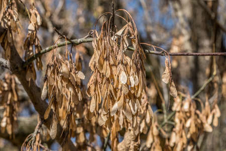 Clusters of boxelder maple seeds still hanging from the tree also known as helicopters for the way...