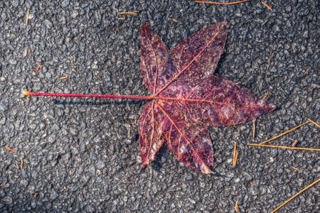 Flatten wet leaf fallen on the asphalt colorful with the backside facing upwards with orange veins and bright water droplets reflecting from the sunlight closeup viewの写真素材