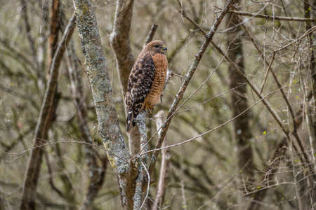 Adult cooper's hawk perched on a tree branch over a creek in the woodlands being watchful but still closeup profile viewの写真素材