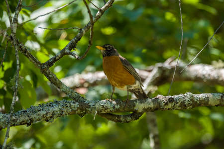 Frontal view of a robin redbreast a common migratory bird perched on a tree branch full of lichen in...