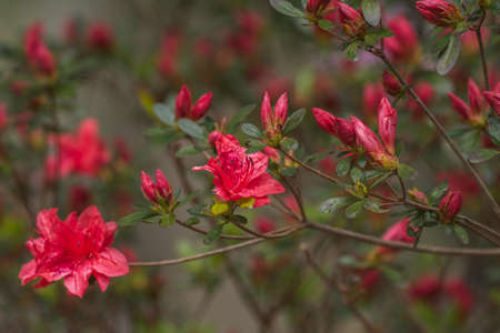 A red or dark pink azalea bush with clusters of flowers opening up on the branches with a closeup view of selective focus with a blurred background in the shade in springtimeの写真素材