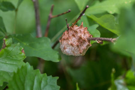A wool sower gall attached to a twig on a oak tree made by gall wasps to protect the eggs inside that look like seeds a white cotton ball structure closeup viewの写真素材