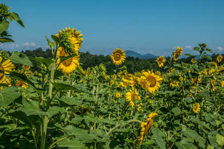 Sunflowers growing in a farm field with the mountains in the background in north Georgia on a bright hot sunny day in summertimeの写真素材