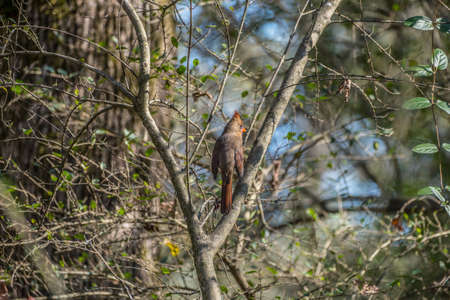 Backside of a female cardinal perched on a tree branch resting with its wings spread opened while looking outwards into the forest on a sunny day in autumnの写真素材