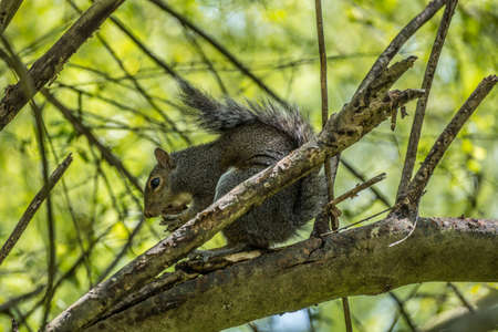A squirrel high up on a tree branch eating a nut it found in the forest in a shaded area with a sunny background closeup view in springtimeの写真素材