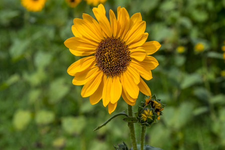 An opened bright yellow sunflower closeup view with two smaller unopened buds alongside just emerging with other sunflowers in the background on a sunny day in summertimeの写真素材