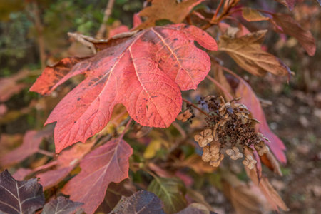 A mature oak leaf hydrangea bush turning colors of the fall season with the flowers dead and dry...