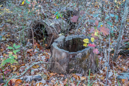 A hollow tree cut down log part of it laying in the background and the hollow trunk in the foreground in the forest surrounded by the fallen leaves in autumnの写真素材