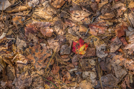 One bright colorful leaf intact laying on top of a forest floor full of brown and weathered leaves...