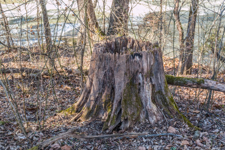 A cut tree hollow from rot and decay over time eaten away by insects and weather alongside a trail...