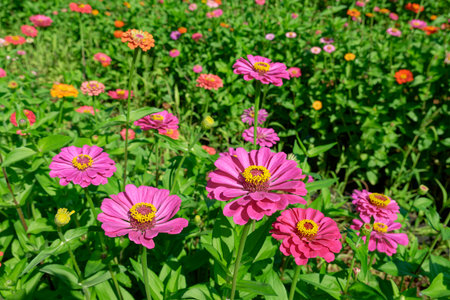 Bright and colorful field full of blooming zinnias closeup on a hot and sunny day in summertimeの写真素材