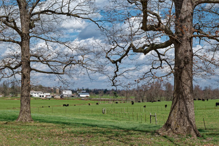 Looking through two old oak trees a farm in the background with black cows with calves in the foreground fenced in on a bright sunny day in springtime in Tennesseeの写真素材