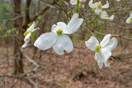 Large white flowers closeup view on a branch of a dogwood tree blooming in early springtime in a forestの写真素材