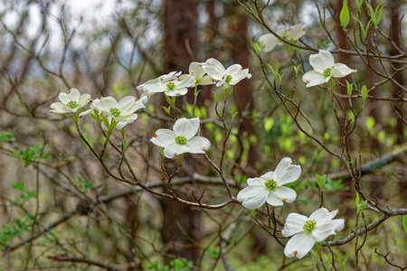 Big white saucer shape flowers in bloom on branches of a dogwood tree closeup view in early springtime in the forestの写真素材