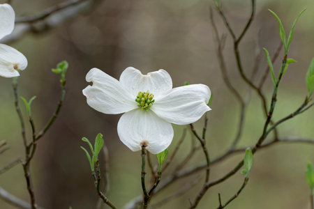 A closeup view of a fully opened dogwood tree bloom on a branch with some foliage just starting to emergeの写真素材