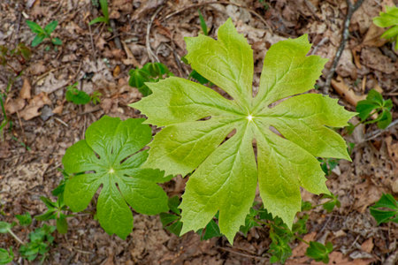 Looking down on the tops of emerging mayapple plants surrounded by fallen leaves in the forest in...