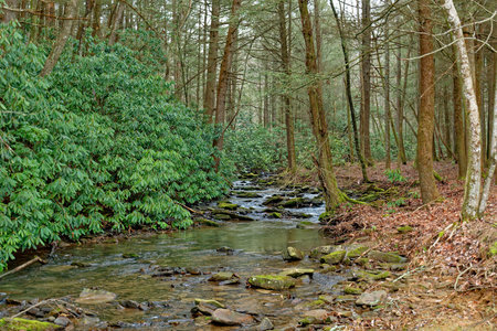 A shallow creek with rocks and boulders flowing through the forest with lush green rhododendrons...