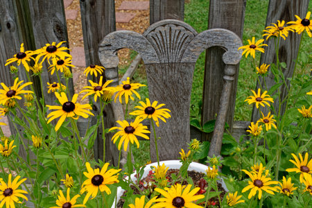 Yellow black-eyed susan flowers in bloom in a cottage garden in the foreground with a antique chair planter in the background alongside a wooden fence closeup view in summertimeの写真素材