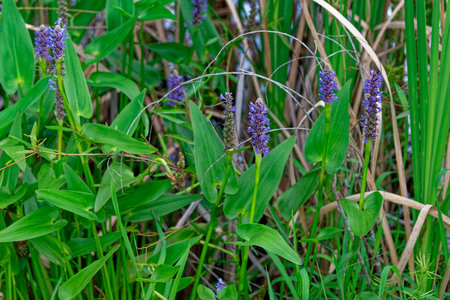 A purple pickerel weed aquatic plant in full bloom growing in the shallow water alongside the cattails in the lake closeup view in summertimeの写真素材