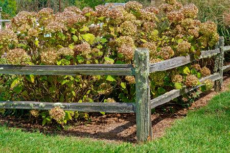 Hydrangea bush growing along a rustic wooden fence that had large snowball cluster of white flowers...