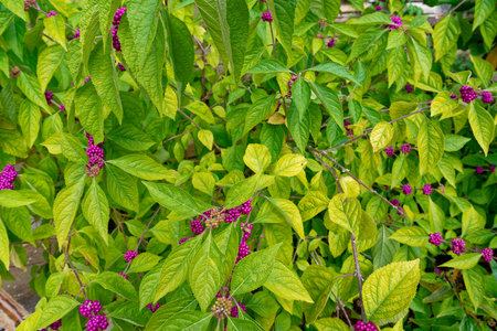 A colorful bright green foliage with clusters of irrdescent purple berries on the branches of a American beautyberry shrub in Septemberの写真素材