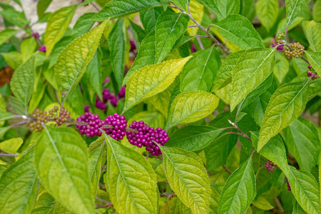 A branch full of clusters of a bright purple color berries on a branch of a American beautyberry shrub closeup in early autumnの写真素材