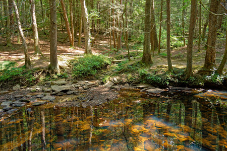 Bright sunlight peeking through the trees in the forest lighting up the transparent clean creek highlighting the rocks on the bottom in the water with a reflection of the woodlands in late summertimeの写真素材