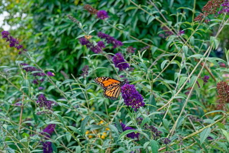 A monarch butterfly collecting nectar from a dark purple flower on a butterfly bush that is in bloom...