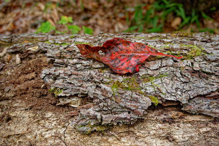 A fallen vibrant red leaf on a decaying log lying on the ground in the forest closeup view in autumnの写真素材