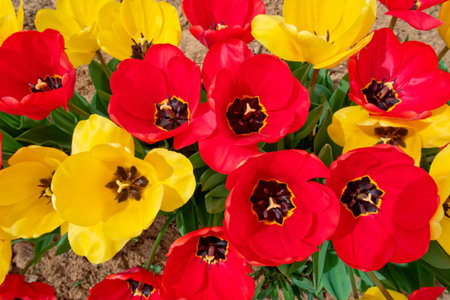 Looking down into opened red and yellow tulip flowers with foliage on the bottom growing from the ground closeup view for backgrounds wallpaper and backdropsの写真素材