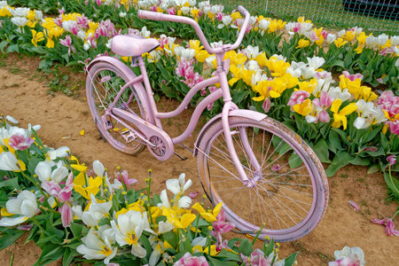A pink painted old bike displayed in a farm field in between the rows of pastel color tulips for decoration in early springtime closeup viewの写真素材