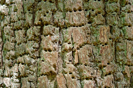 Closeup view of chunky pine tree bark with tiny holes all around and green algae in between uses for...