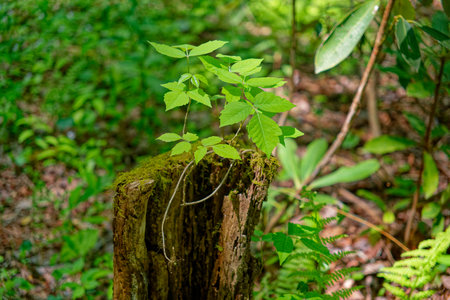 Fresh new bright green poison ivy vine growing up a dead tree stump closeup view on a sunny day in...
