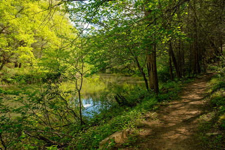 Dirt hiking trail right alongside the slow moving creek with lush vegetation in the forest on a...