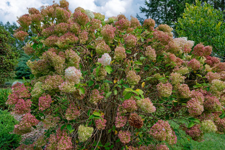 Mature grown hydrangea bush full of flowering blossoms turning colors from white to pink to brown...