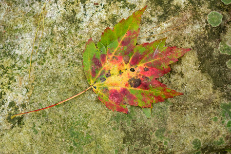 Fallen maple leaf laying on a rock changing with many colors still holding on to chlorophyl closeup...