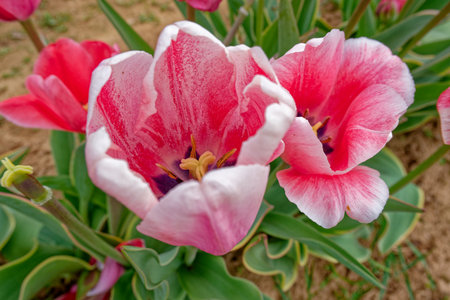 Looking down into a pair of open vibrant pink tulips with foliage closeup view in springtimeの写真素材