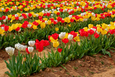 Rows full of multicolor cultivated tulips in bloom growing in a farm field on dirt mounds ready for picking on a sunny warm day in early springtimeの写真素材