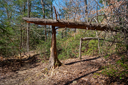 Large pine tree and another alongside split in two sitting on top of its own trunk broken from the high winds from a storm along a trail in the forest on a sunny day in springtimeの写真素材