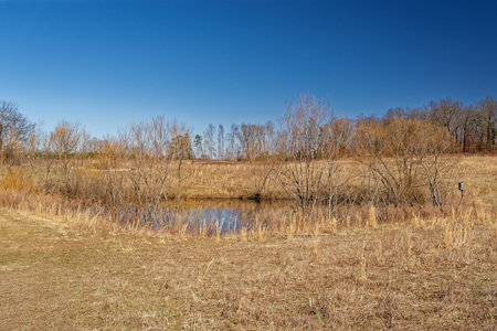 Prairie area with tall grasses and a pond with some small trees around on a bright clear sunny day in springtimeの写真素材