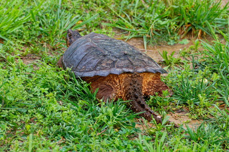 Large adult snapping turtle walking away with the view of the back end of the turtle with a tail dragging along on the ground closeup viewの写真素材