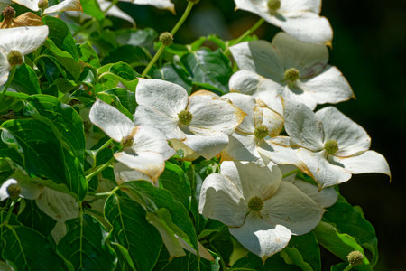Fully open cluster of white flowering blooms on a Kousa dogwood tree with foliage closeup views on a bright sunny day in springtimeの写真素材
