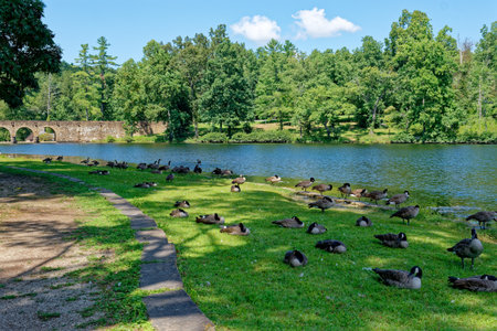 Large flock of Canadian geese sleeping and preening on the grass by the lake at the Cumberland mountain state park Tennessee in the shade on a sunny day in late summertimeの写真素材